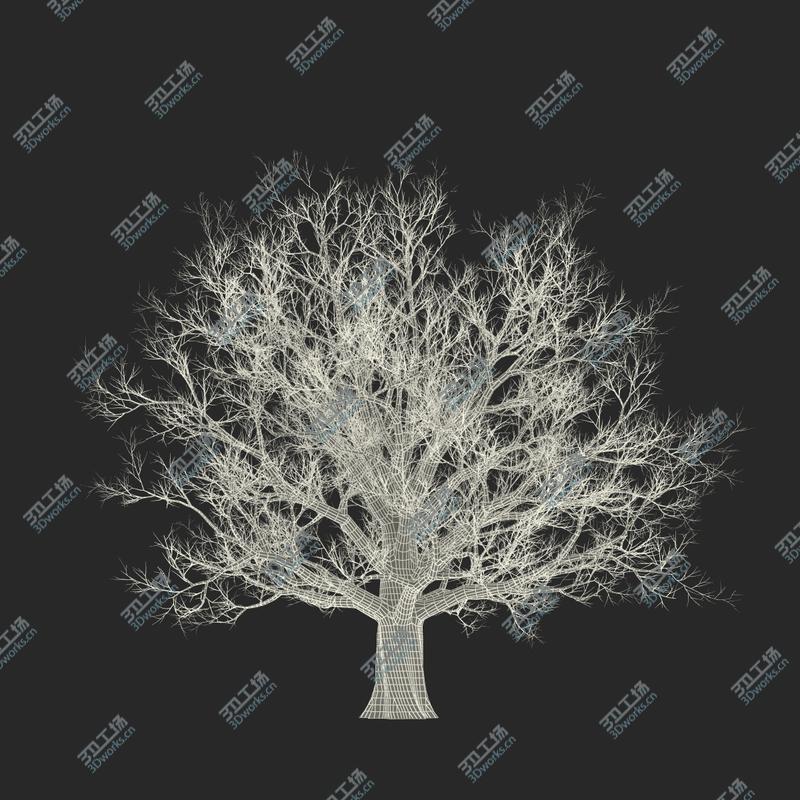 images/goods_img/2021040161/Red Oak Old Tree Winter/4.jpg
